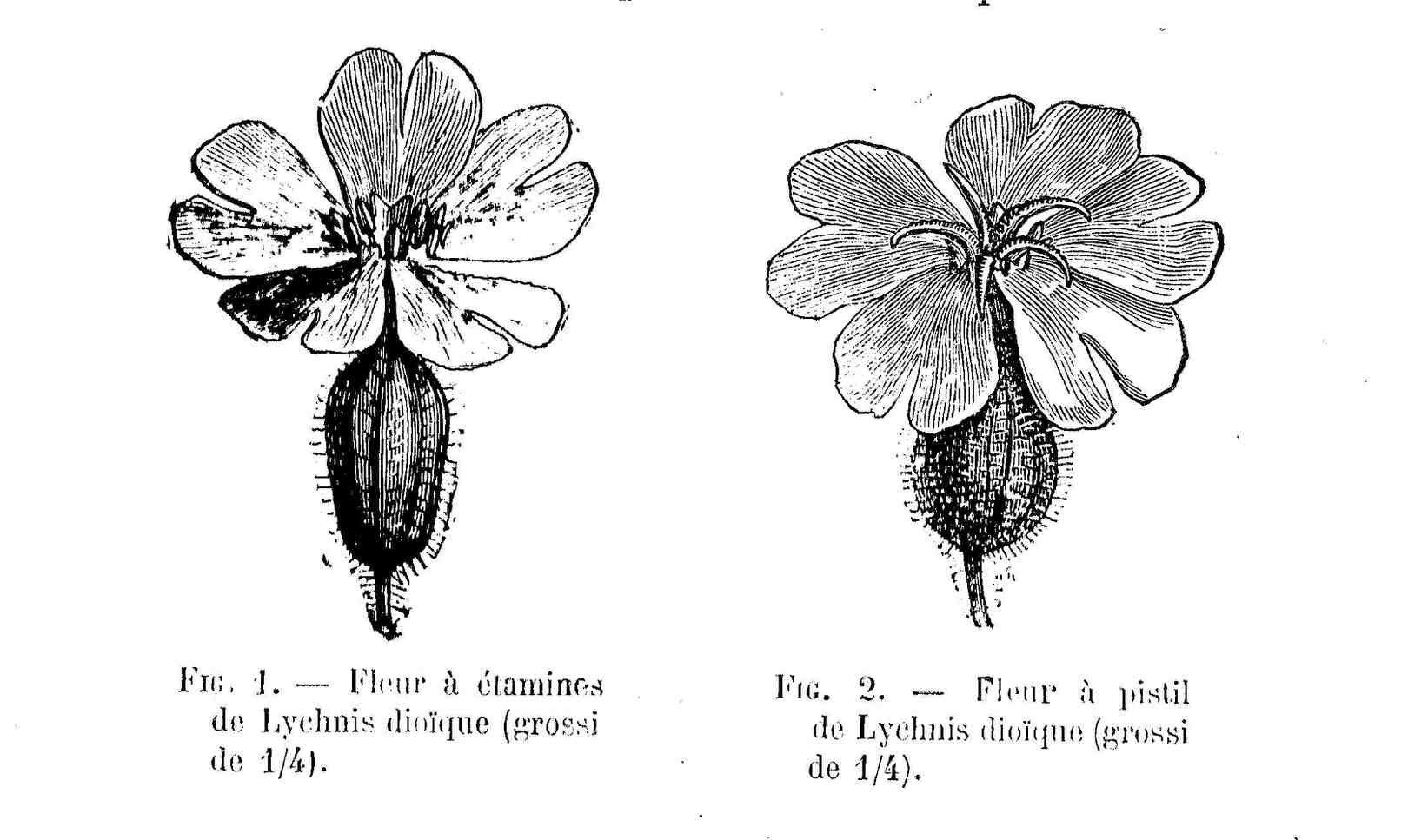 Rote Lichtnelke (Silene dioica)