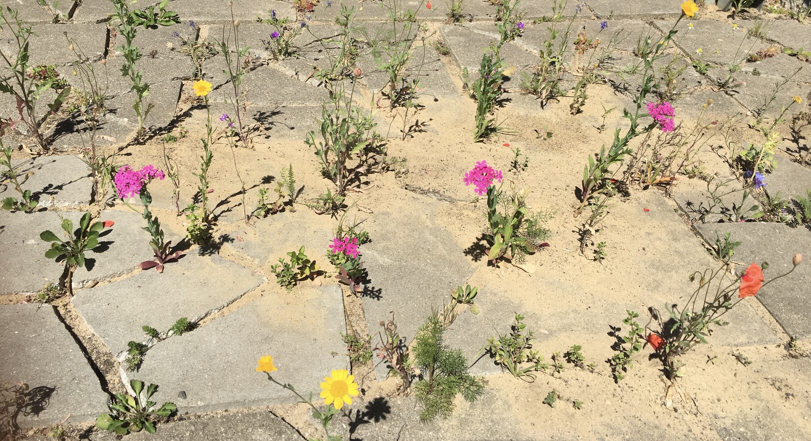 Betonplatten zur Blumenwiese