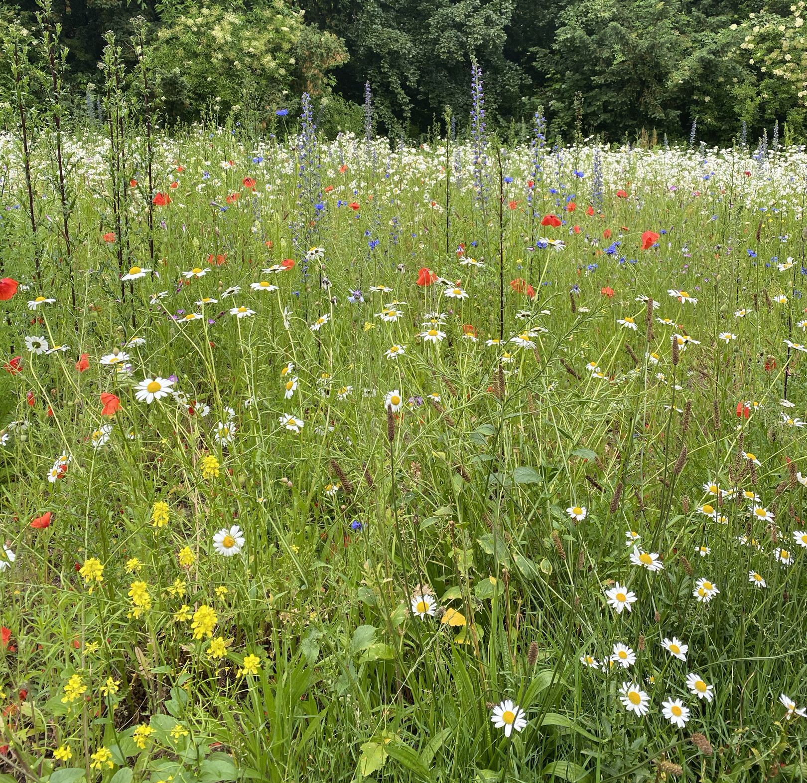 Schmetterlingswiese am Osterbekkanal